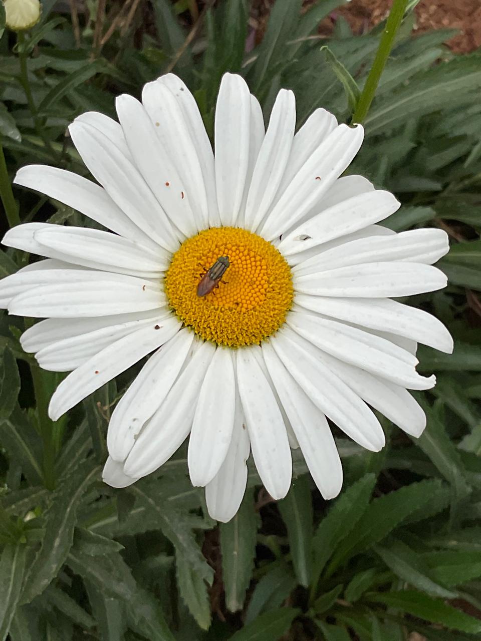 A beautiful daisy with a beetle on its center.